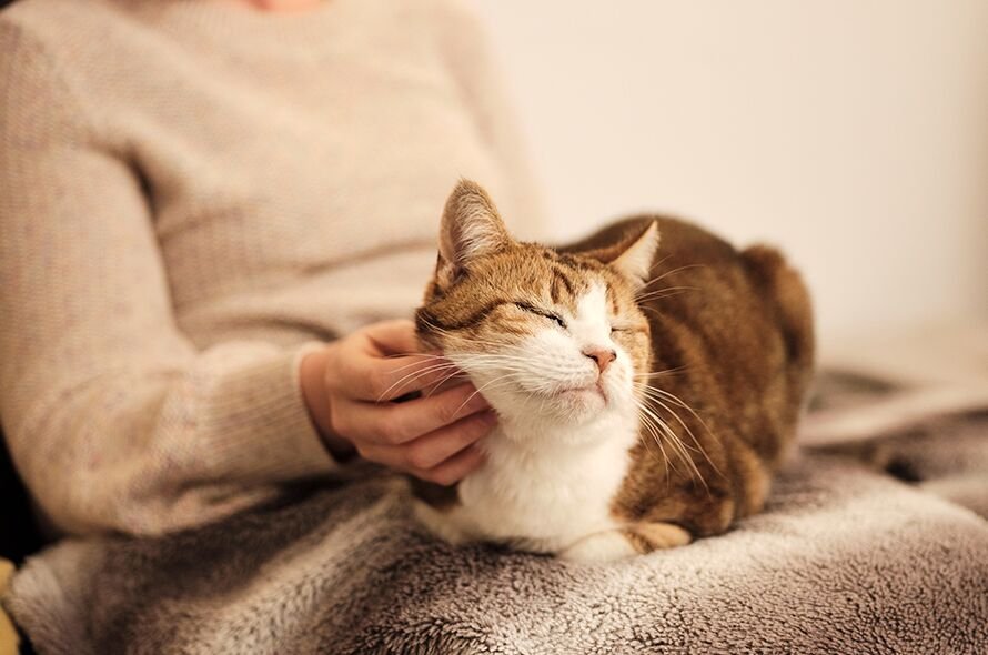 Be A Better Friend By Taking Care Of Your Cat With These Tips