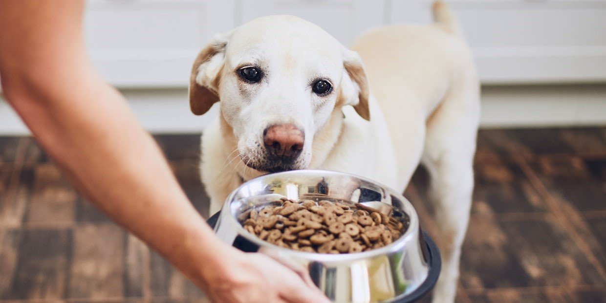 Buy The Best Food For Dogs With Skin Allergies